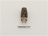 藏品(小蟪蛄)的圖片